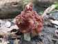 Vörösbarna papsapkagomba (Gyromitra fastigiata), Budai-hegység